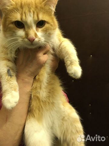 Кот