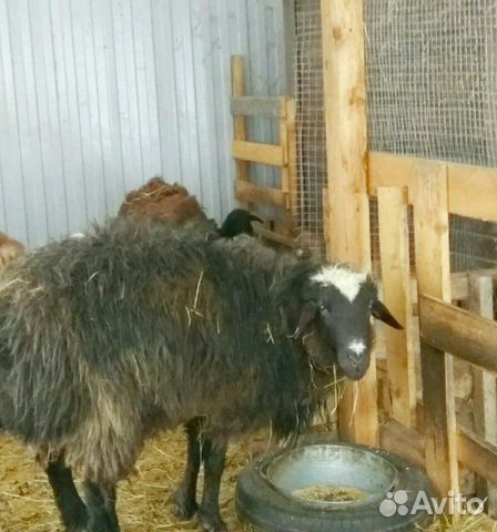 Эдильбаевская порода баран и овца купить на Зозу.ру - фотография № 2