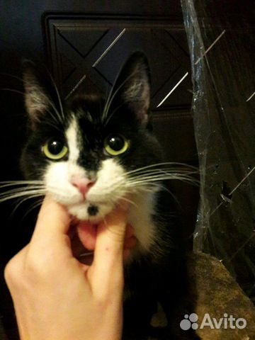 Котик в добрые руки Котик в добрые руки