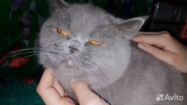 Котик британец купить на Зозу.ру - фотография № 6