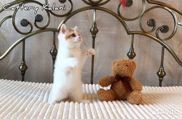 Очаровательный котенок из питомника Kalani купить на Зозу.ру - фотография № 5