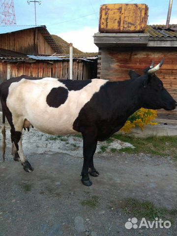 Дойная корова и теленок купить на Зозу.ру - фотография № 5