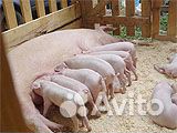 Купить комбикорм для свиней купить на Зозу.ру - фотография № 1