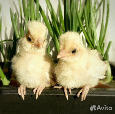 Инк.яйцо и цыплята редких пород кур купить на Зозу.ру - фотография № 6