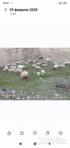 Продается овцы купить на Зозу.ру - фотография № 10