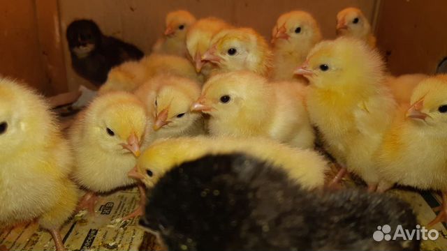 Цыплята несушек купить на Зозу.ру - фотография № 4