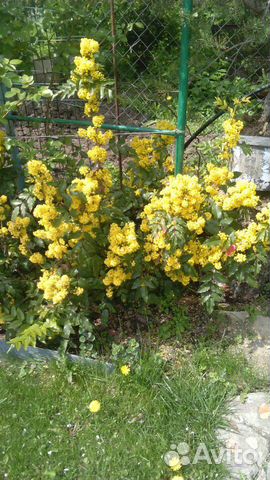 Магония падуболистная