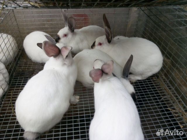 Кролики породы Хиплус (Hyplus) купить на Зозу.ру - фотография № 4
