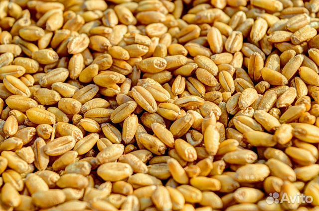 Ячмен ь кукуруза пшеница урожай 2019 года в количе купить на Зозу.ру - фотография № 1