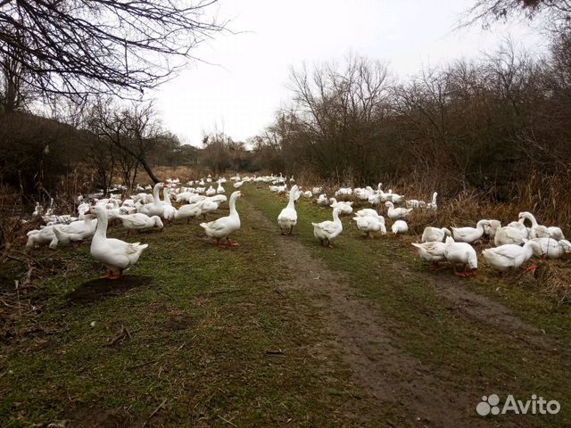 Куплю Гусей Живым Весом Цена