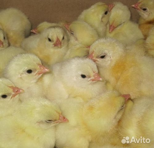 Цыплята, гусята купить на Зозу.ру - фотография № 1