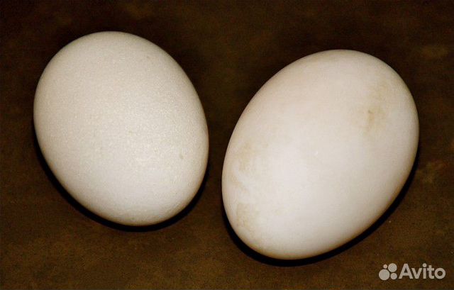 Инкубационное яйцо пекинской утки,утята купить на Зозу.ру - фотография № 1