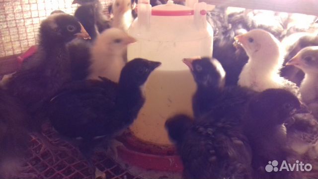 Цыплята,яйца,кур(семьи) купить на Зозу.ру - фотография № 7