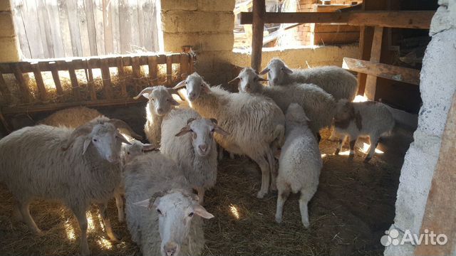 Бараны и овцы купить на Зозу.ру - фотография № 3