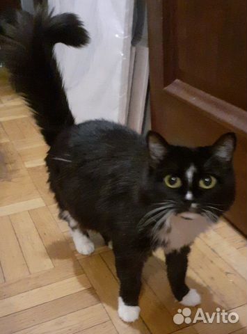 Кошка Лиза Кошка Лиза