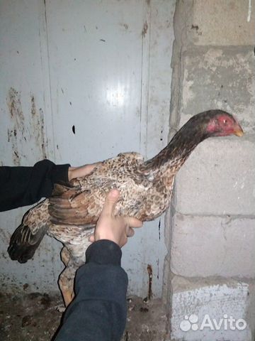 Курица Турецкий хинт продам за 1200 купить на Зозу.ру - фотография № 2