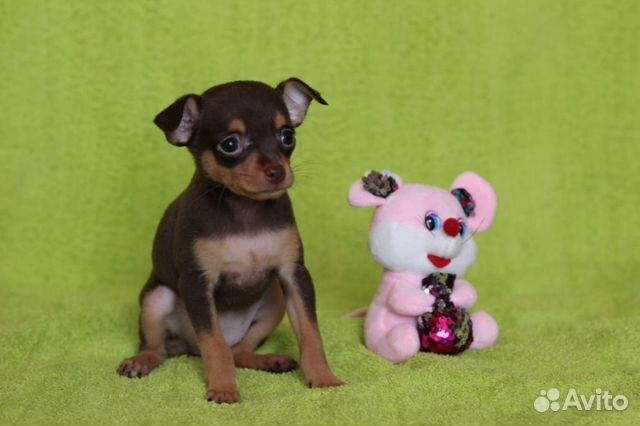 Русский терьер микро. Щенок той терьера 2 месяца. Той терьер в туле. Чихуахуа мини дир. Той терьер в туле.