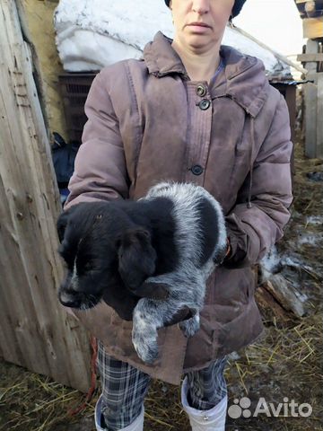 Продается щенок Дратхар, девочка два месяца купить на Зозу.ру - фотография № 2