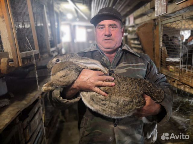 Продаю кроликов шиншил-великанов купить на Зозу.ру - фотография № 7