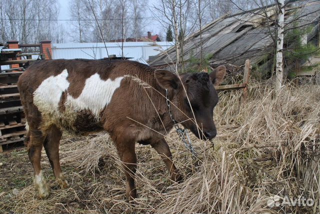 Корова, тёлка купить на Зозу.ру - фотография № 1