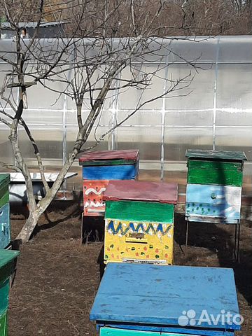 Продам пчелосемьи с ульями купить на Зозу.ру - фотография № 2