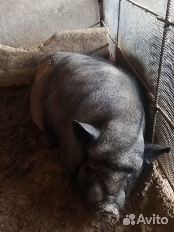 Вьетнамская свинья купить на Зозу.ру - фотография № 2