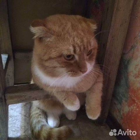 Пропал кот купить на Зозу.ру - фотография № 1