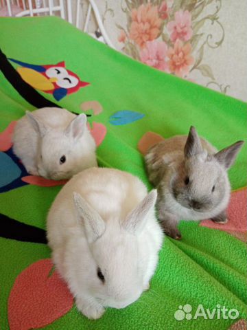 Продам декоративных кроликов, возраст 1 месяц купить на Зозу.ру - фотография № 3