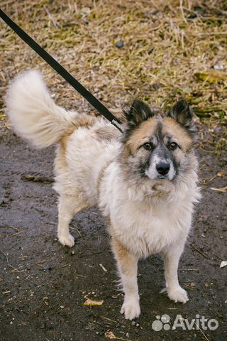 Шикарная собака купить на Зозу.ру - фотография № 3