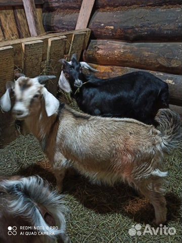 Продаю коз и козликов англо-нубиской породы купить на Зозу.ру - фотография № 4