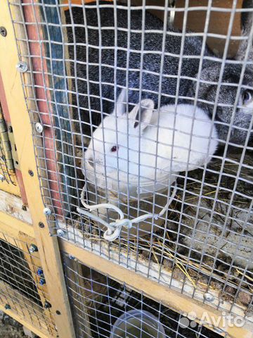 Кролики (великаны, калифорнийские) купить на Зозу.ру - фотография № 1
