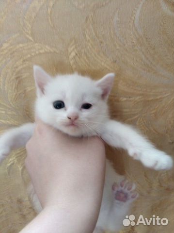Отдам котят в хорошие руки купить на Зозу.ру - фотография № 1