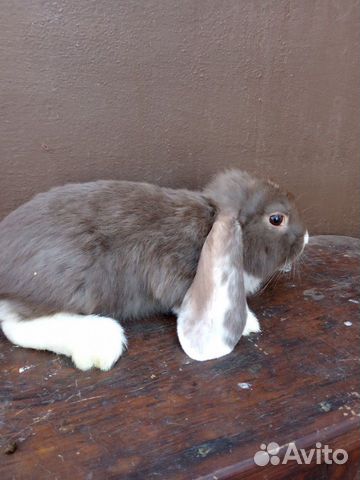 Кролик Французский баран купить на Зозу.ру - фотография № 8