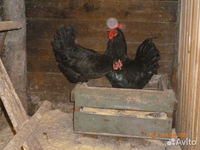 Суточные и подрощенные цыплята купить на Зозу.ру - фотография № 2