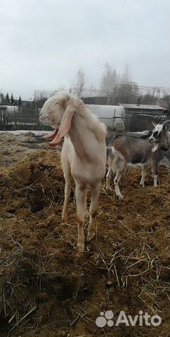 Продаю коз купить на Зозу.ру - фотография № 6