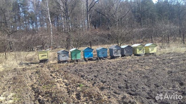 Пасека и пчеловодческий инвентарь купить на Зозу.ру - фотография № 1