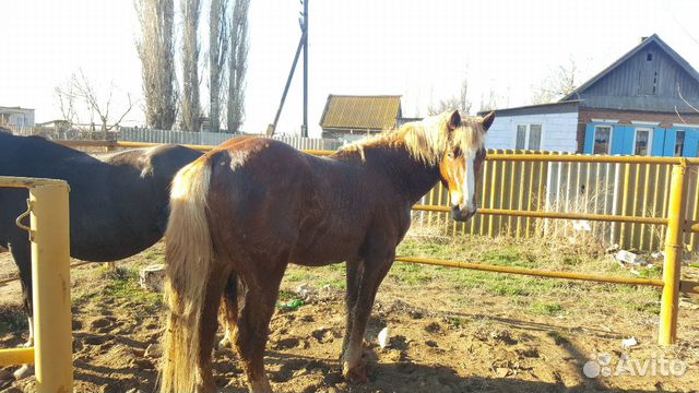 Лошадь жребец купить на Зозу.ру - фотография № 1