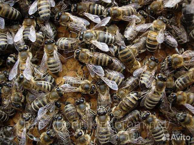 Пчелы карпатской породы купить на Зозу.ру - фотография № 1