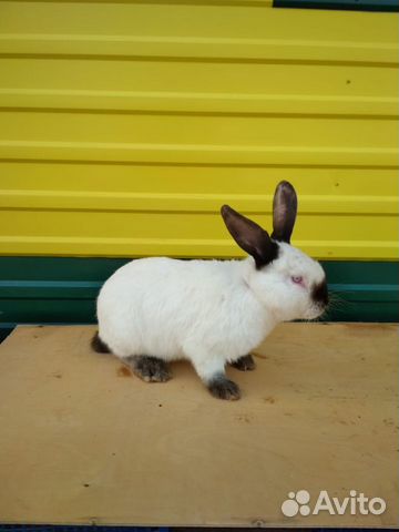 Кролики в Сабинском районе купить на Зозу.ру - фотография № 4
