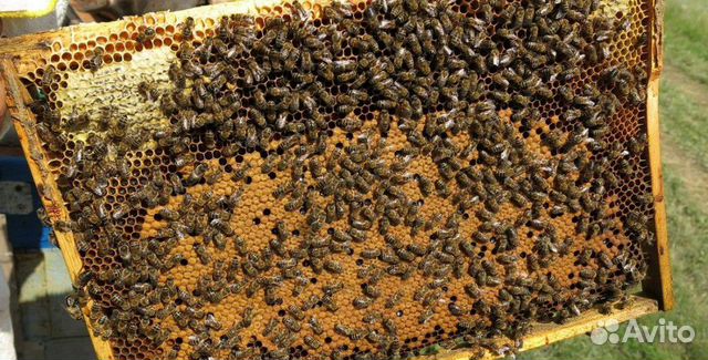 Продаю пчелосемьи на высадку купить на Зозу.ру - фотография № 1