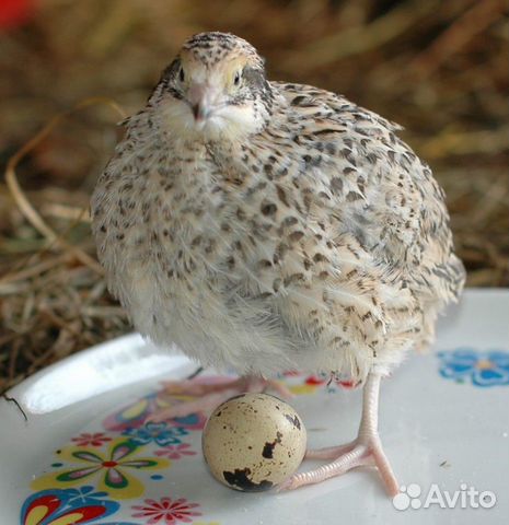 Яйцо перепелиное инкубационное,и перепела купить на Зозу.ру - фотография № 3