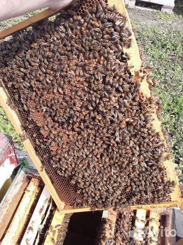 Пчелопакеты, пчеломатки купить на Зозу.ру - фотография № 5