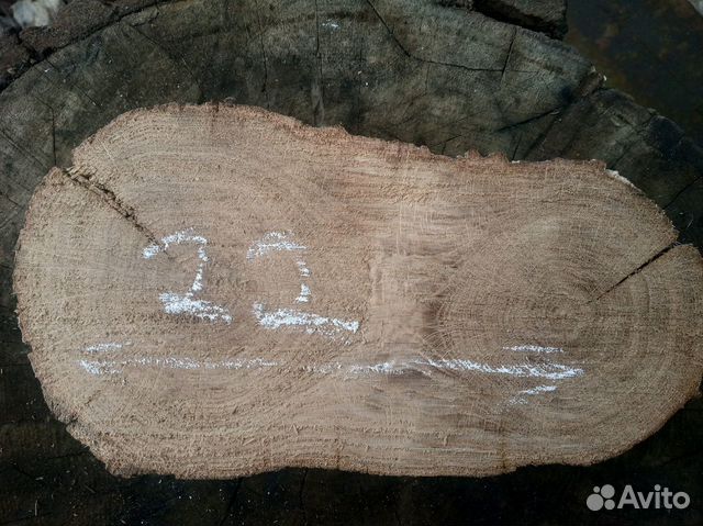 Спилы дуба Спилы дуба