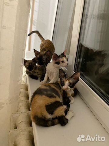 Передержка для кошек