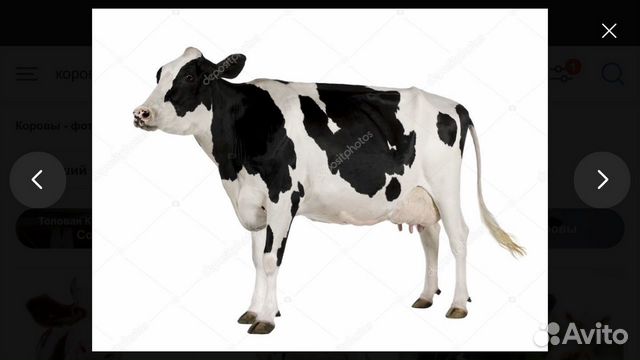 Мясо телятина, говядина