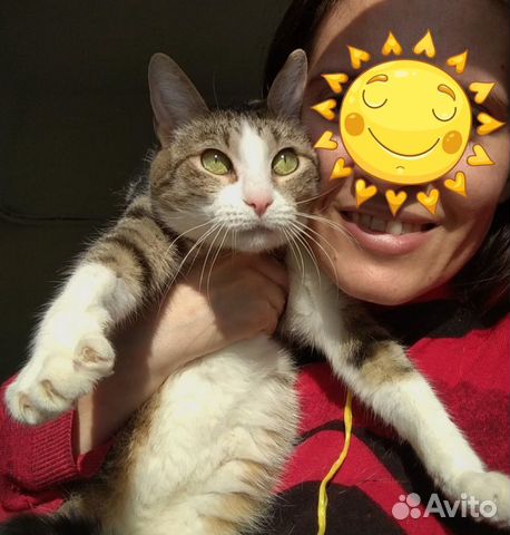 Самая ласковая кошка Катюша. 1 годик, стерилиз