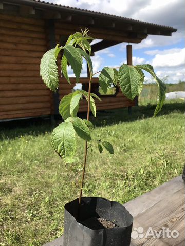 Черный орех саженцы (Juglans nigra L.) Черный орех саженцы (Juglans nigra L.)