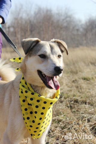 Собака малышка Флёр в дар, 11 месяцев Собака малышка Флёр в дар, 11 месяцев
