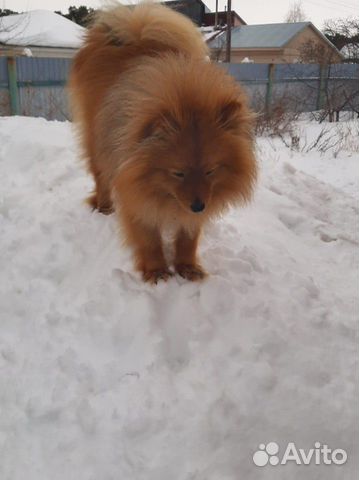 Немецкий Шпиц Немецкий Шпиц