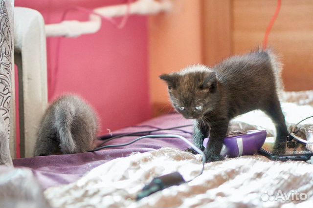Котята скотиш страйт, шотландской породы
